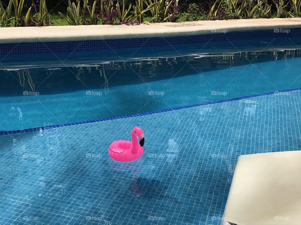 Flamingo drinks holder floating on water