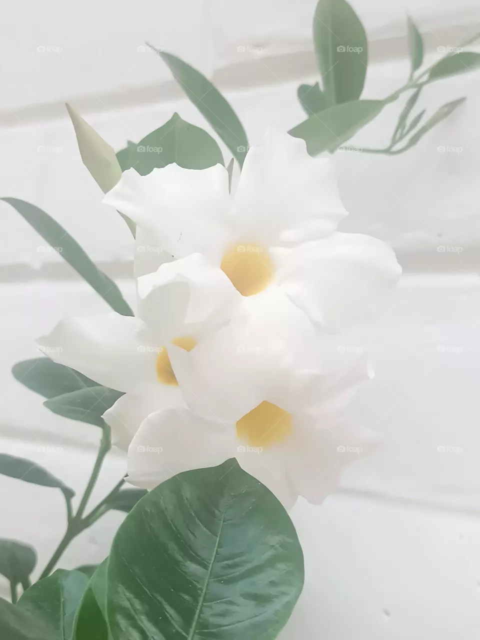 Beautiful flowers