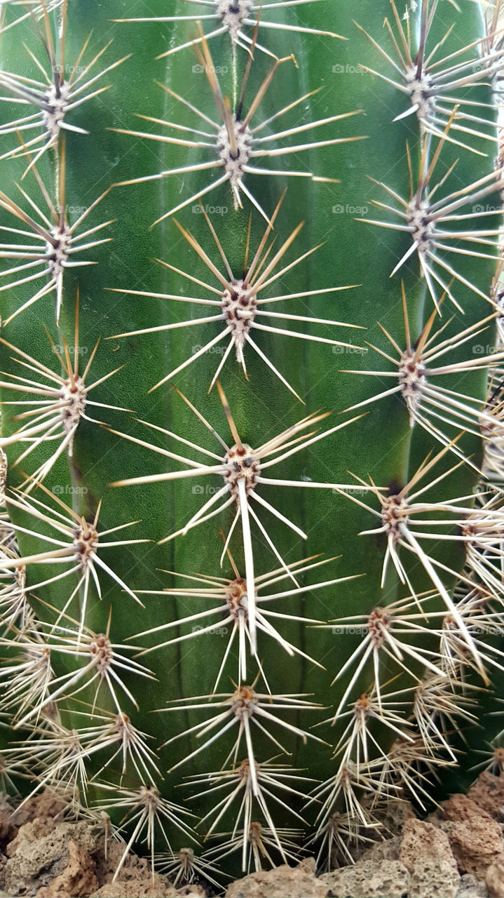 Cactus needles, symmetry 