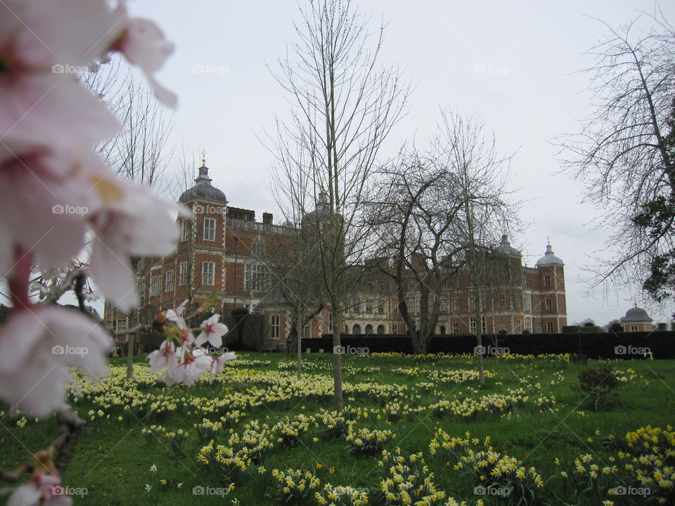 Flower, Tree, No Person, Garden, Architecture