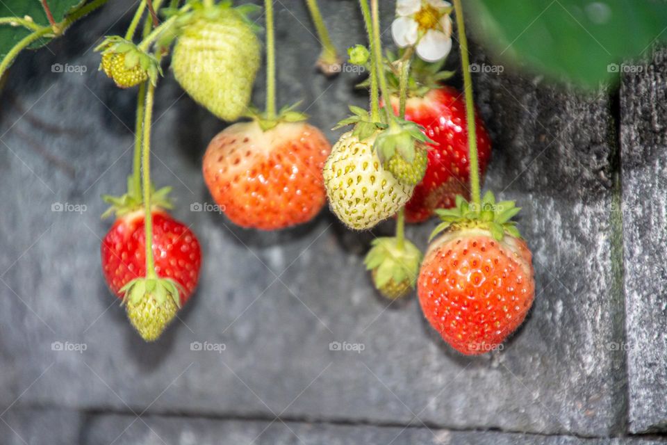 Strawberries in the make