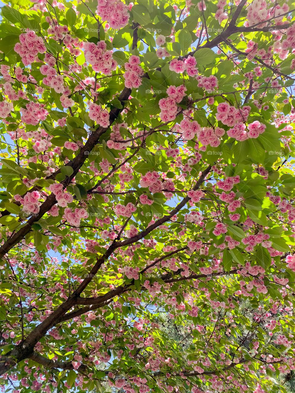 Colors of spring 🌸📸