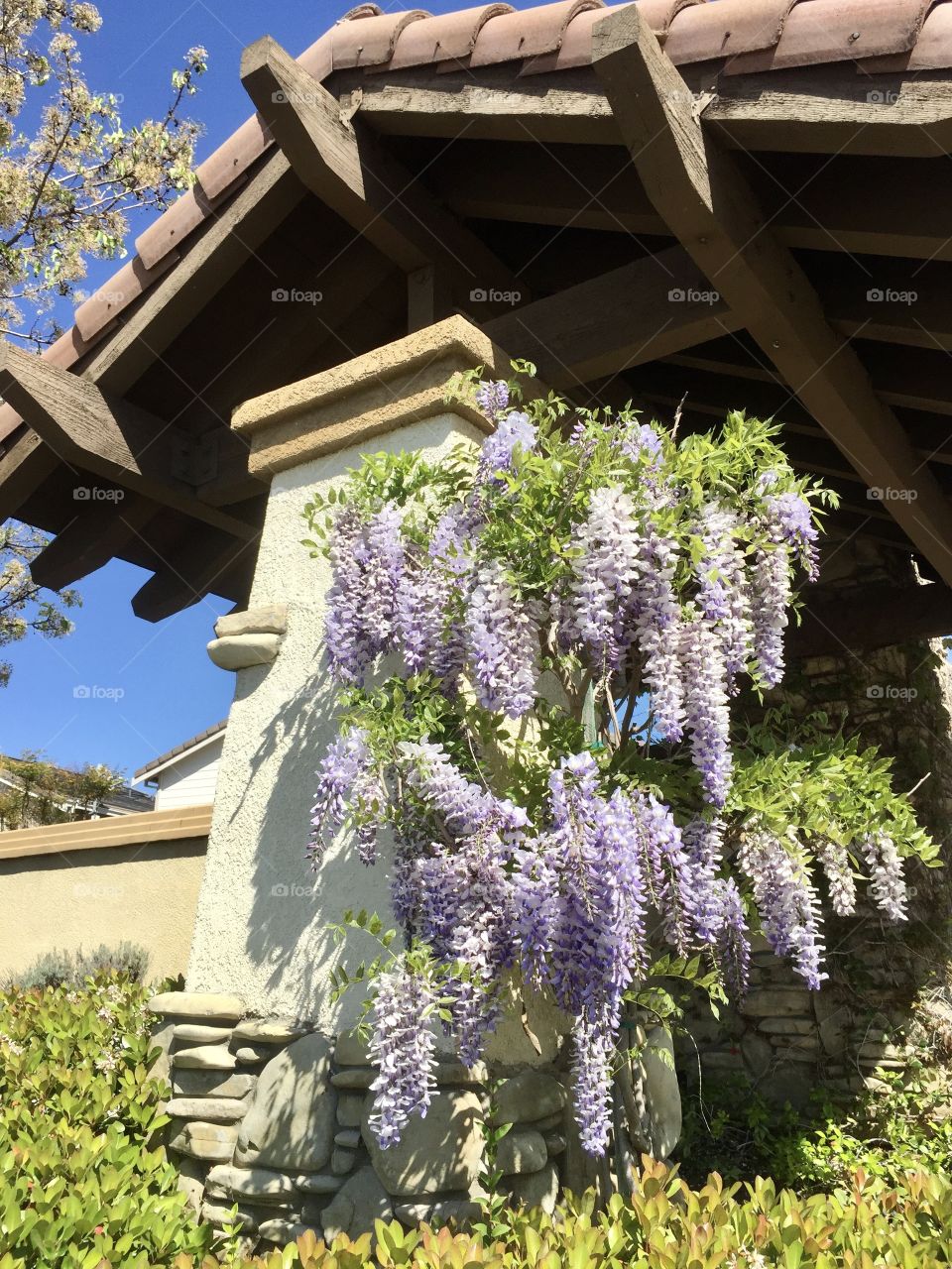 Wisteria  