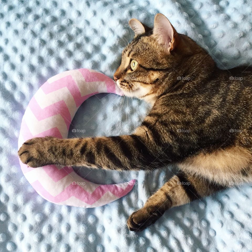 Beautiful cat lying on a bed