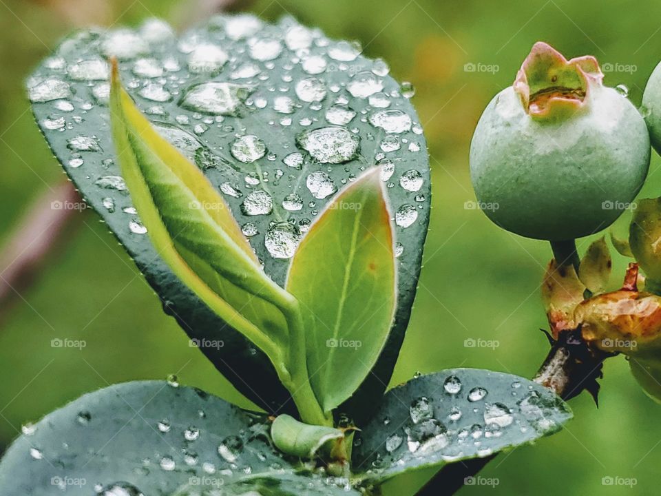 Monochrome green colors of a close up of a blueberry bush with new growth, leaves,  and unripe blueberry fruit after a rain.