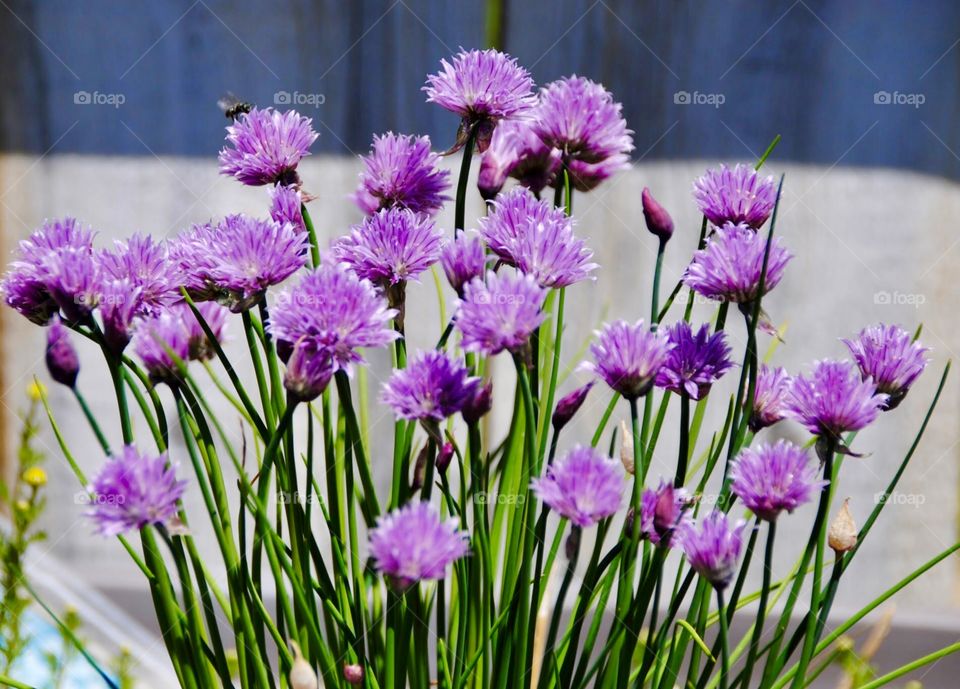 Purple Puffs of Pleasure