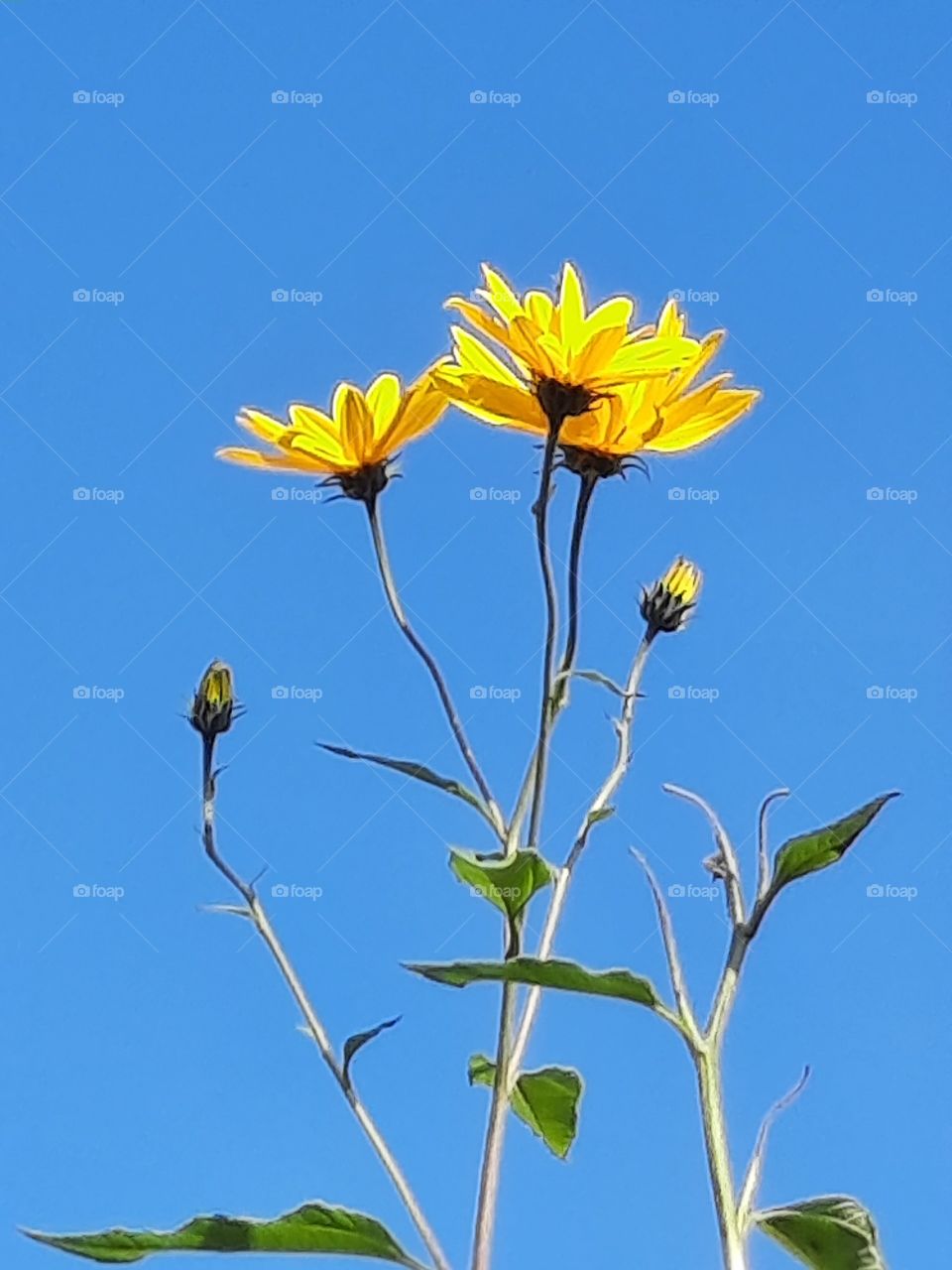 yellow flowers of topinambur against blue sky