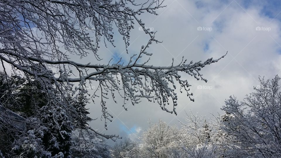 sunny day in winter