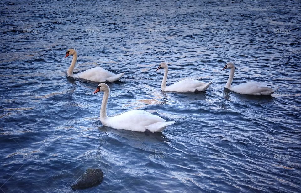 Swans float in the lake!