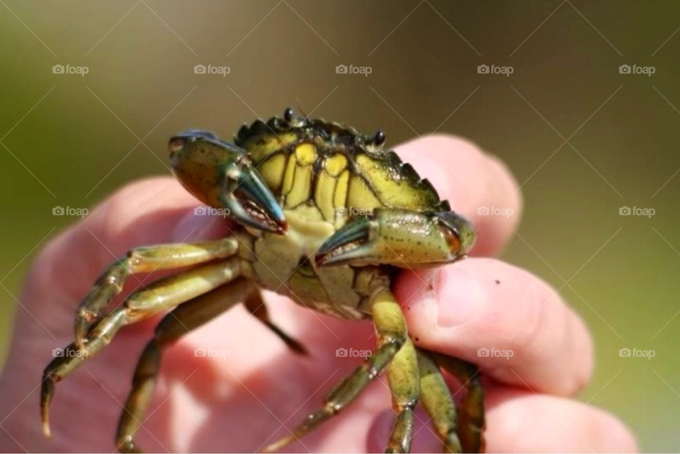 invertebrates crab crustaceans krabba by paula