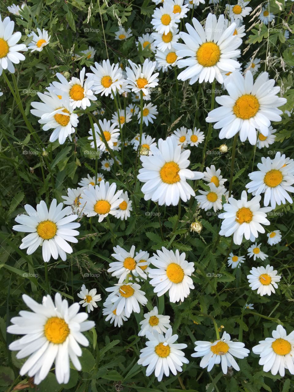 Daisies 