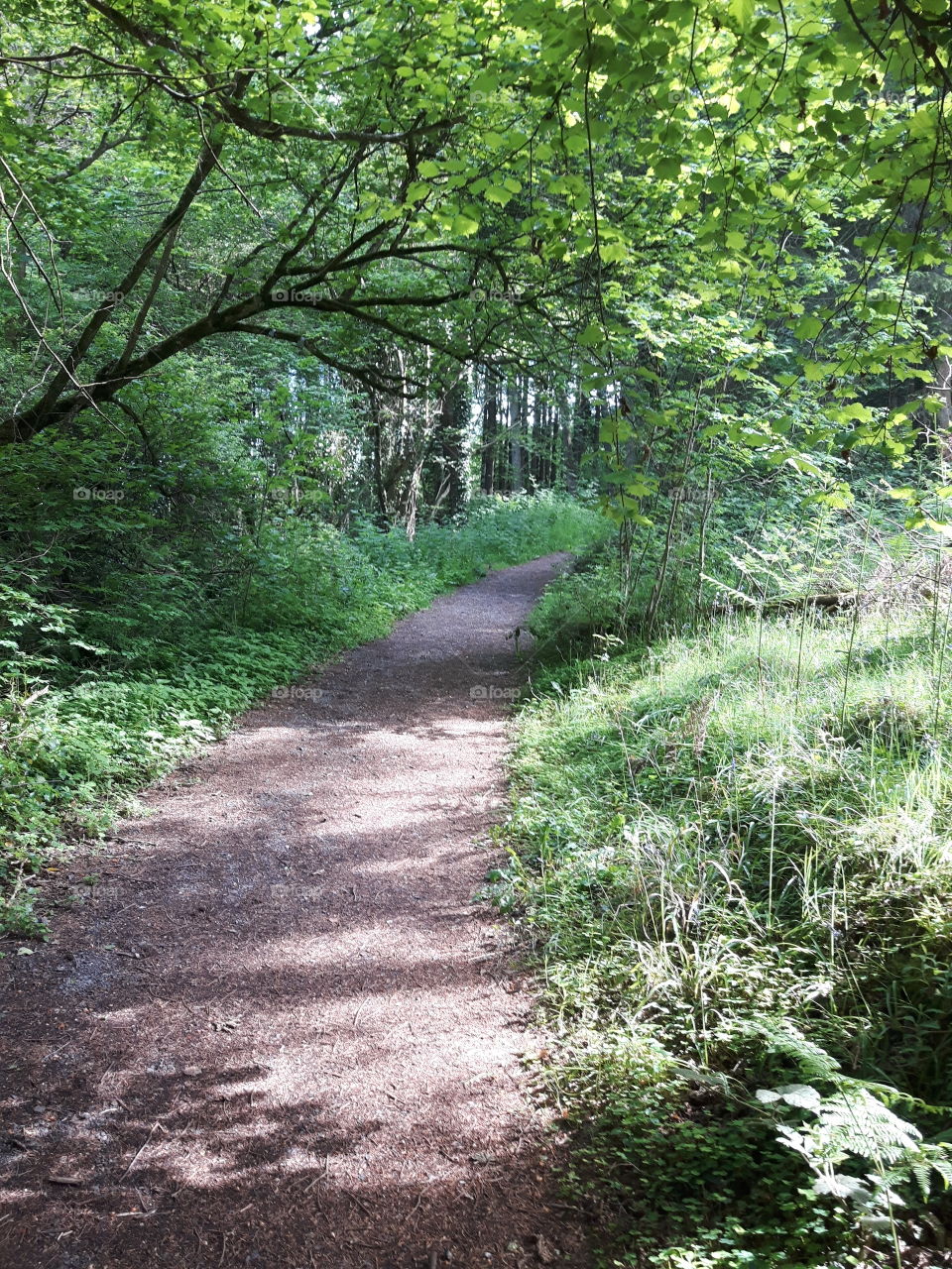 Forest paths