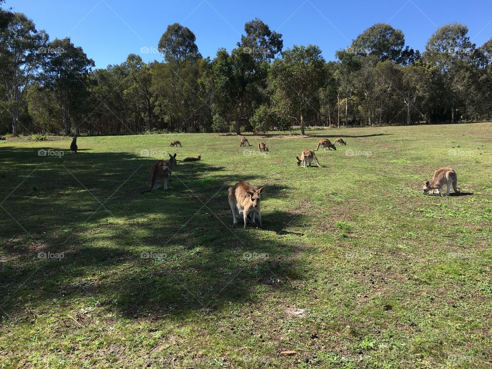 Roos are a Gathering