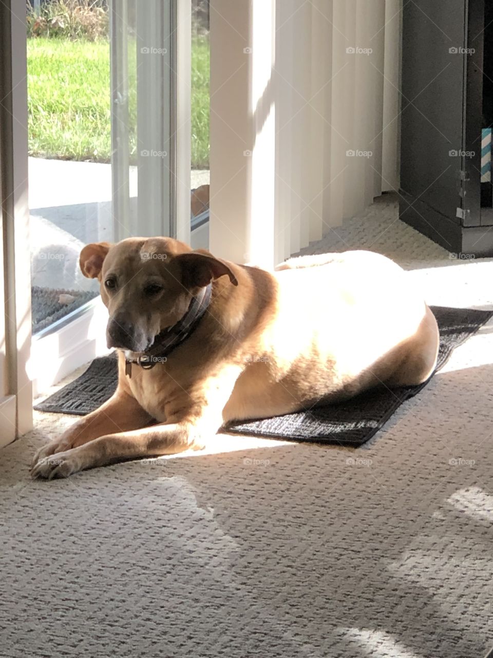 Sun Loving Dog