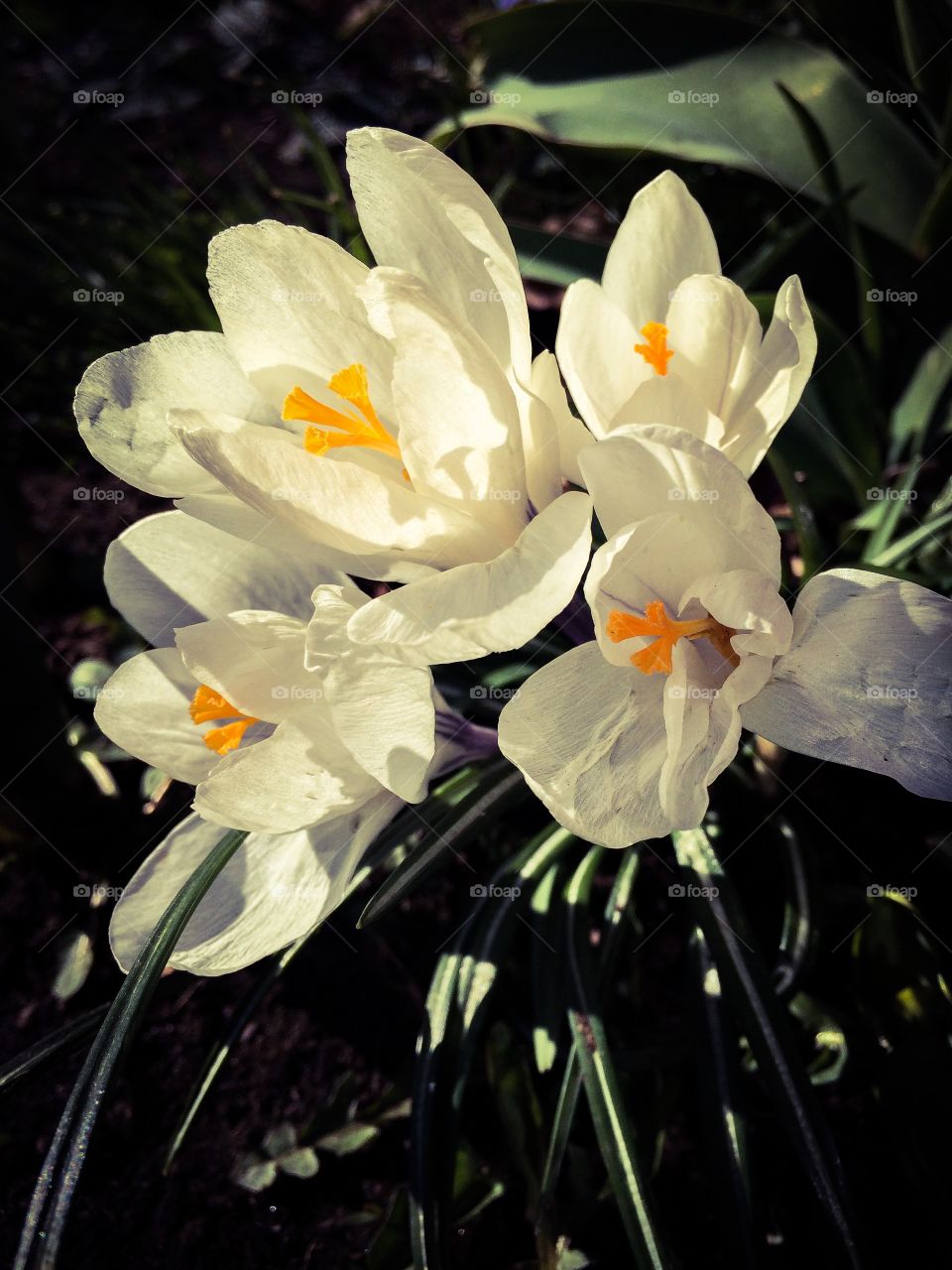 Crocus. Spring flower