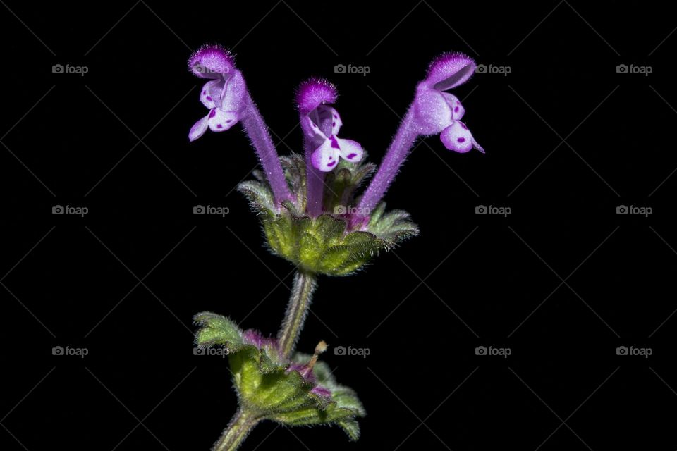 Serpent Gorynych against the background of the night sky. (lamium).