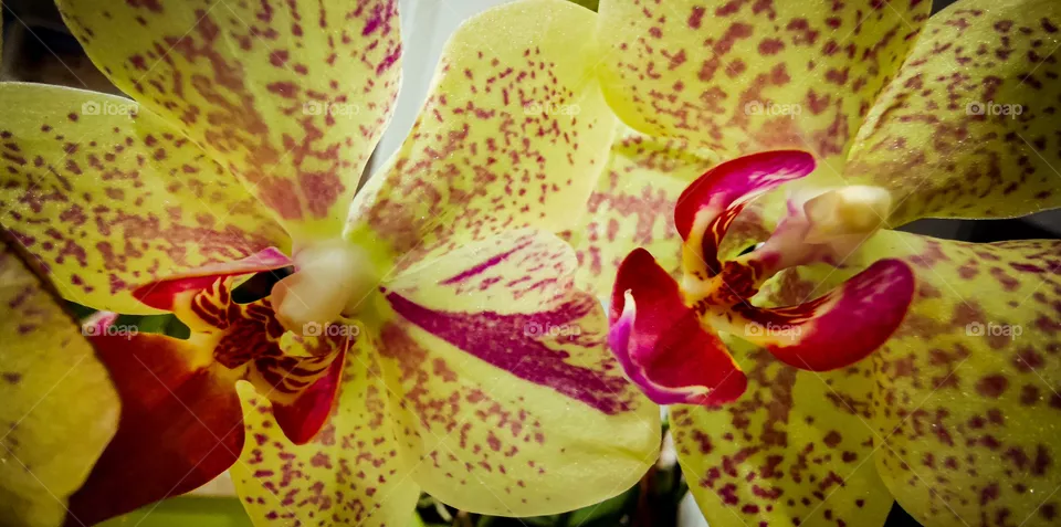 A close up of beautiful white orchid flower
