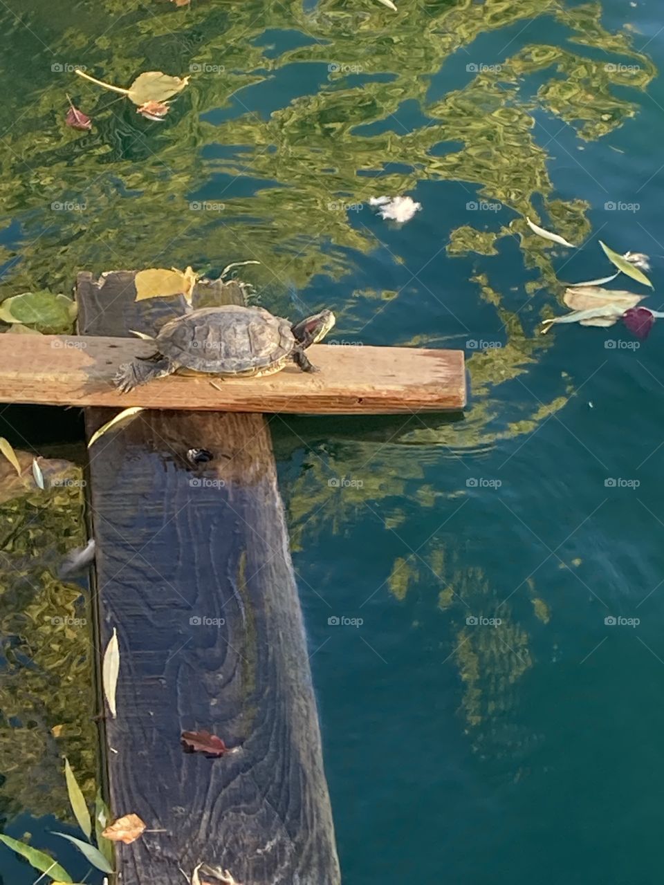 Turtle basking in the sun 