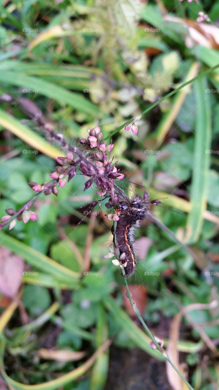 The hairy caterpillar camouflages in the background