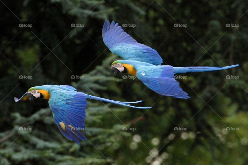 Flying parrots