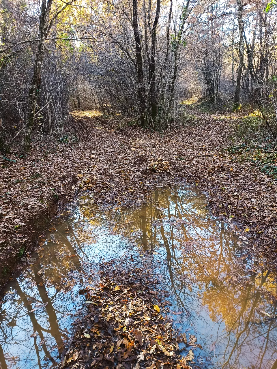 forest reflection