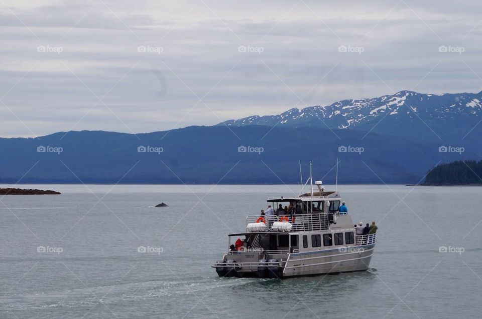 Whale watching