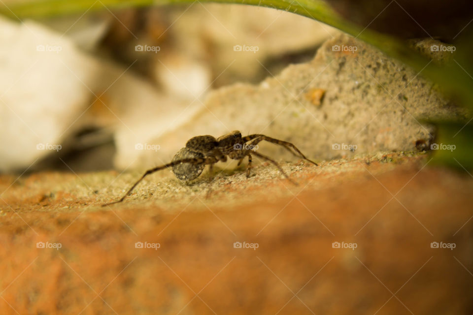 arachnid hunting at morning