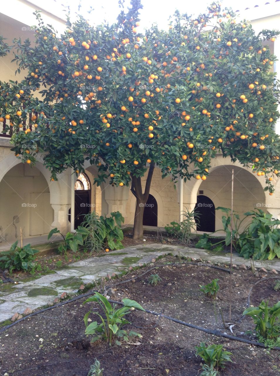 Orange tree at Agios Neophytos Monastery, Tala, Cyprus.