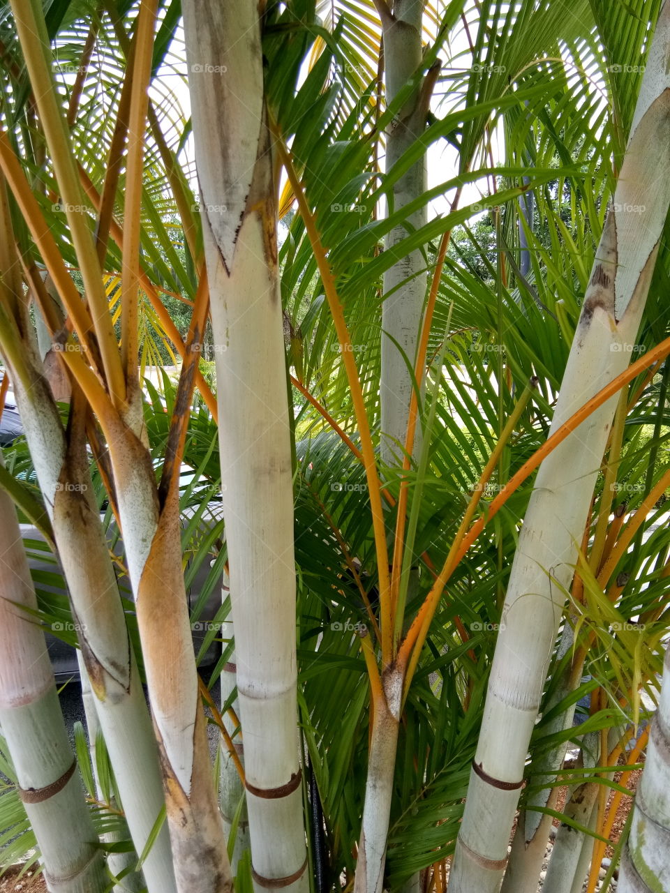 Bamboo sticks...