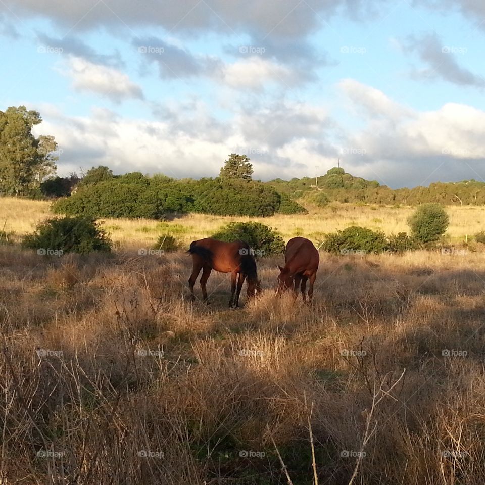 horses in the fields