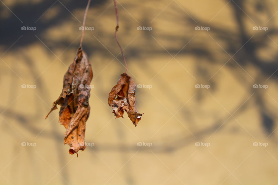 Close-up macro shot of dead dry leaves