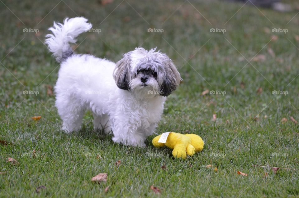 dog yellow duck toy