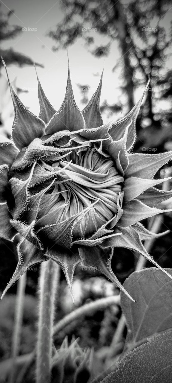 B&W Flowering Bud