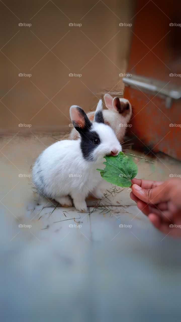 In this photo I captured a cute little baby bunny eating leaf, baby rabbit