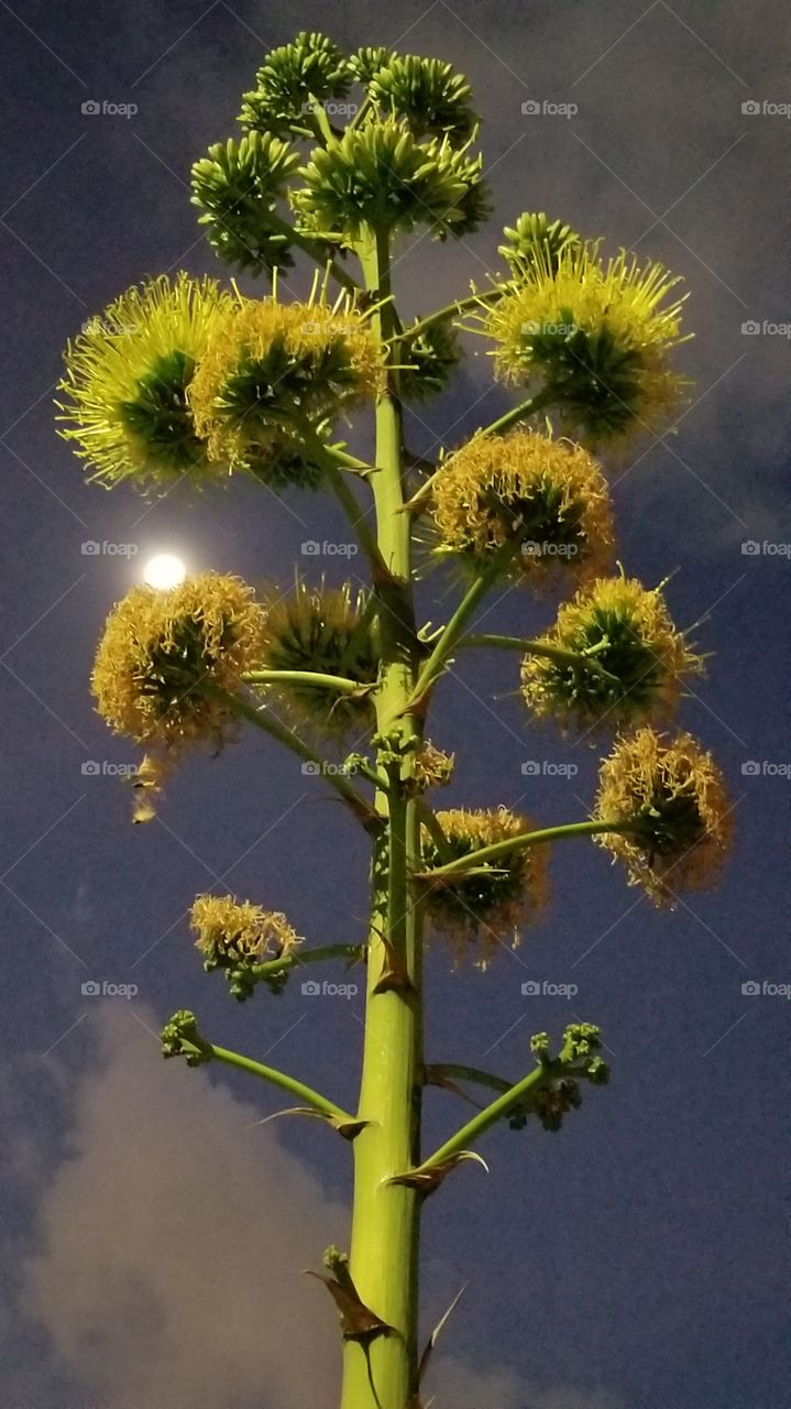 century plant bloom, full moon in background at dawn