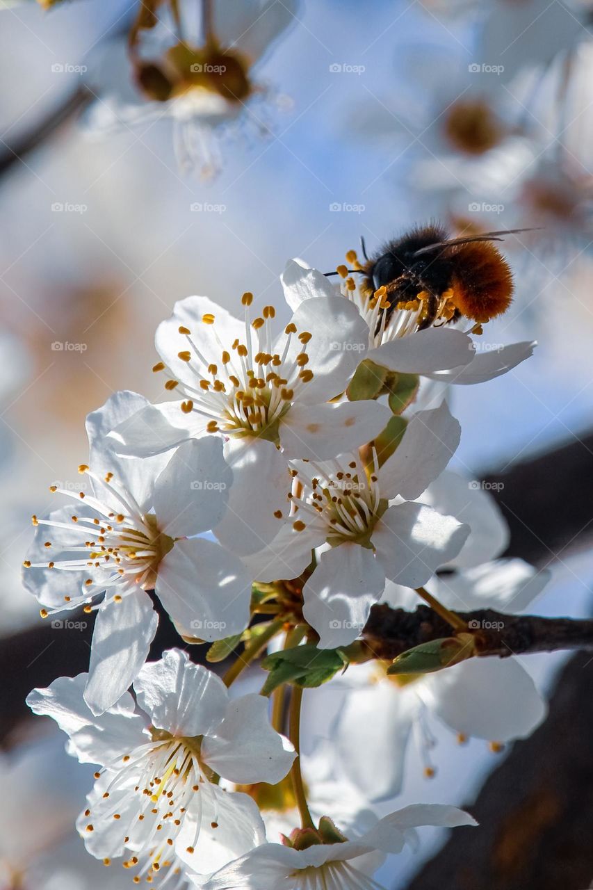 White spring flowers and a bee