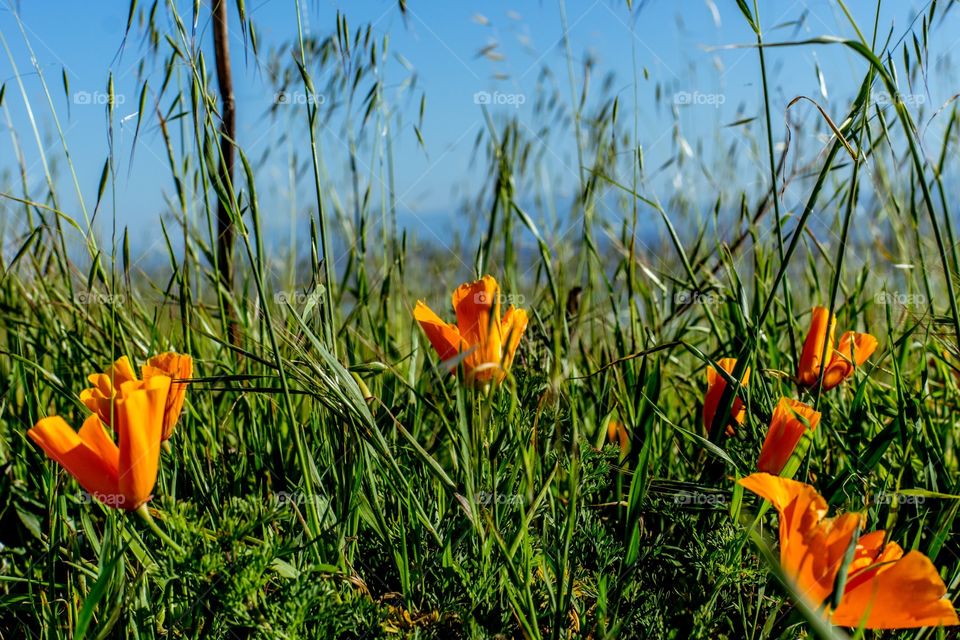 California Poppy