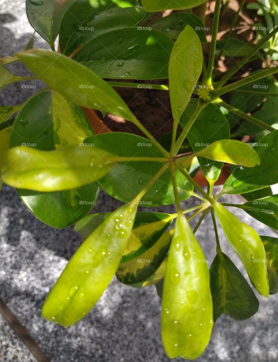 wet plant