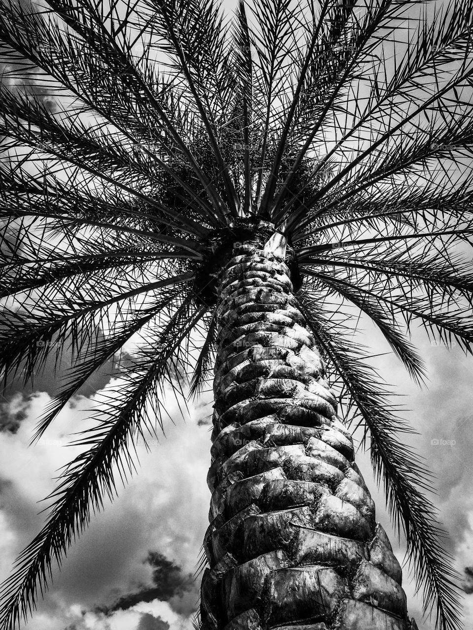 Black and white upshot of a palm tree with details and textures against a partly cloudy sky