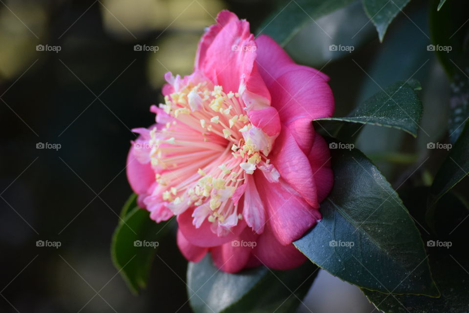 Pretty from every side