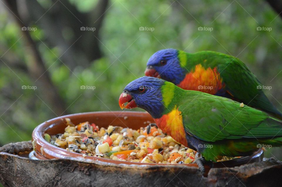 Colorful birds eating food