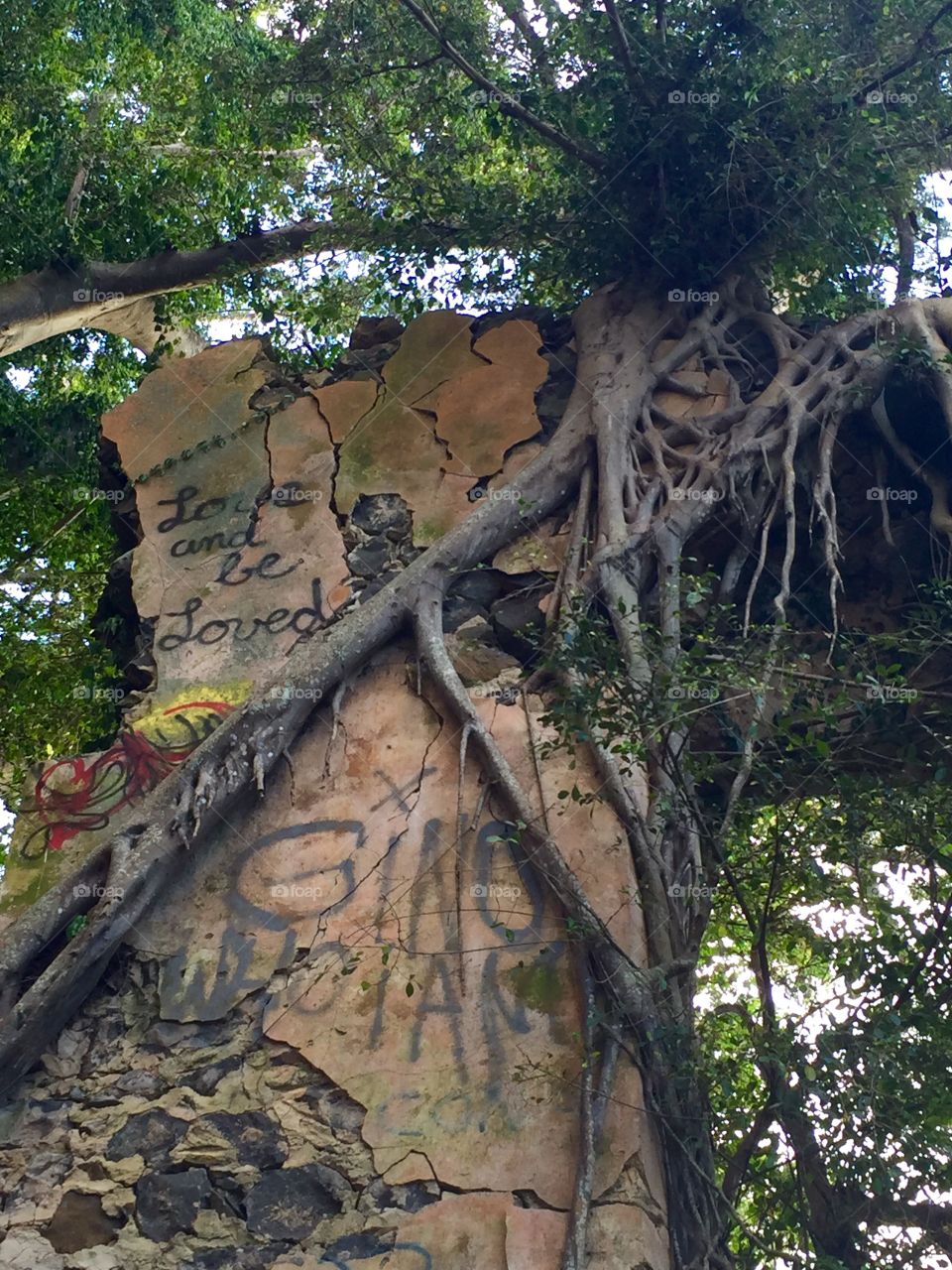 Tree, Wood, Nature, Leaf, Jungle