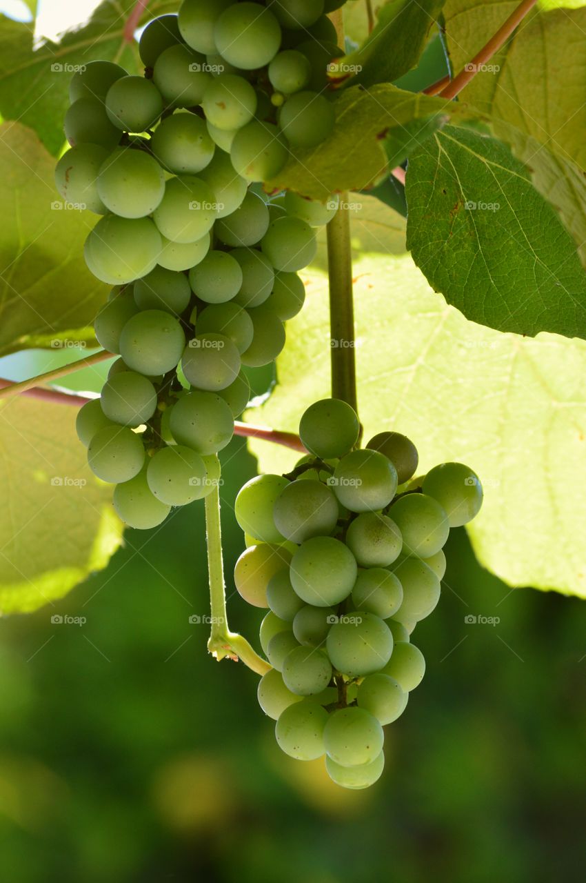 Grapes closeup