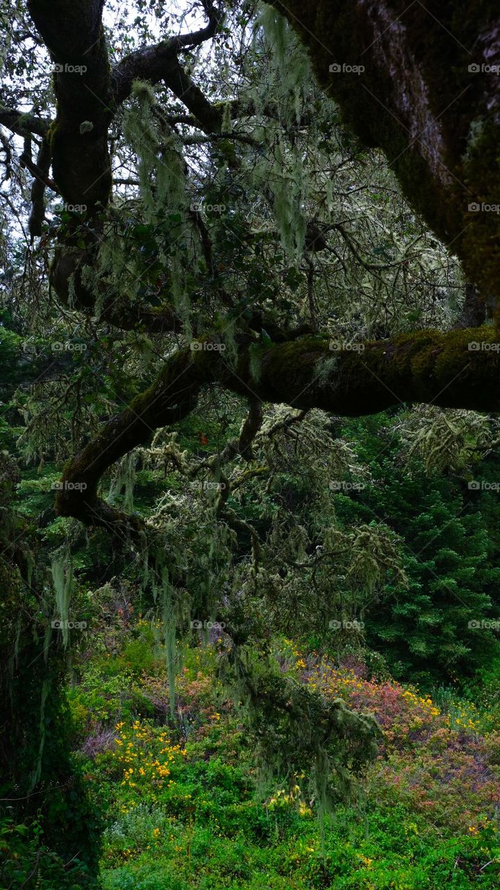 Tree branch leading my line of sight into a forest.