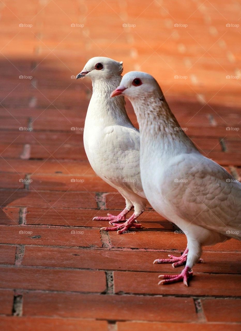 a pair of doves during the day