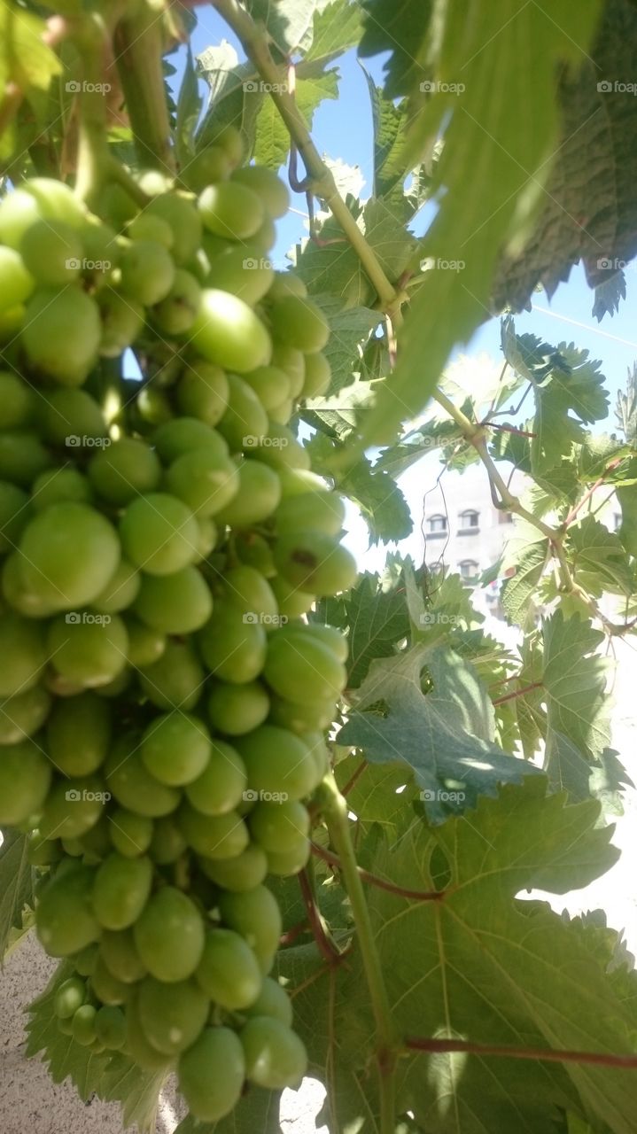 grapes