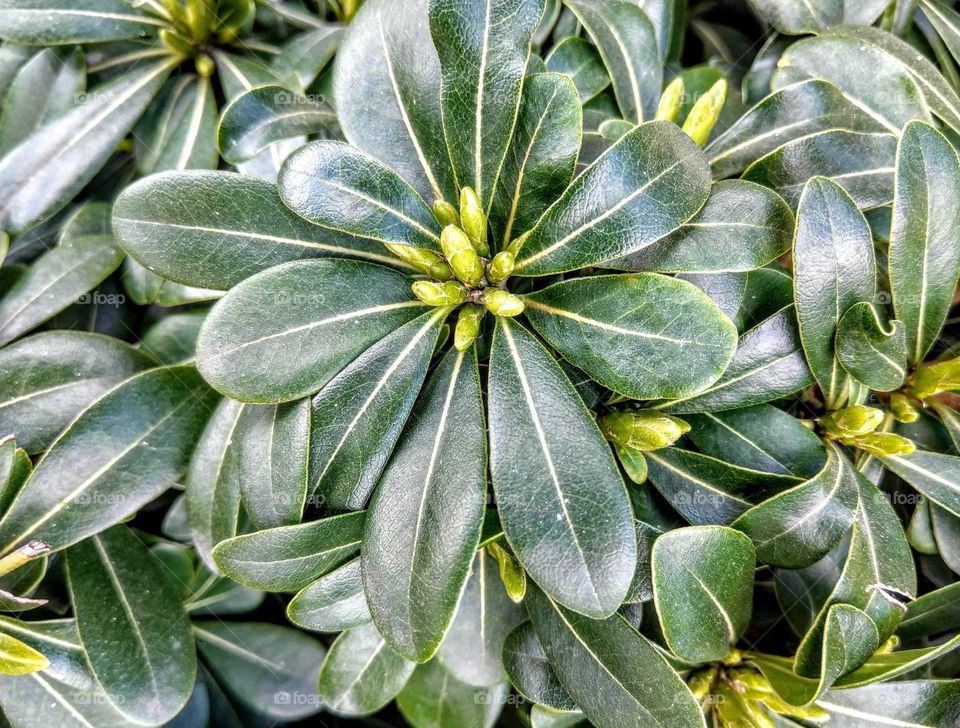 The ordinary shrub: scandent scheffera 
 is often a fence for garden, but it looks  beautiful at a closeup photo.