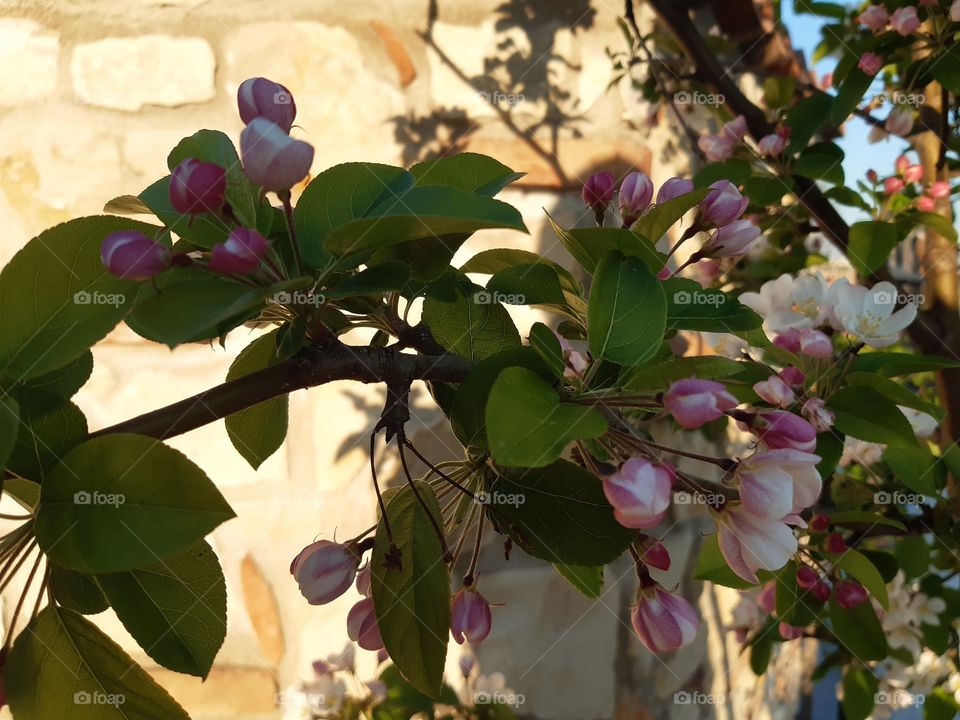 Leaf, Flower, Nature, Tree, Branch
