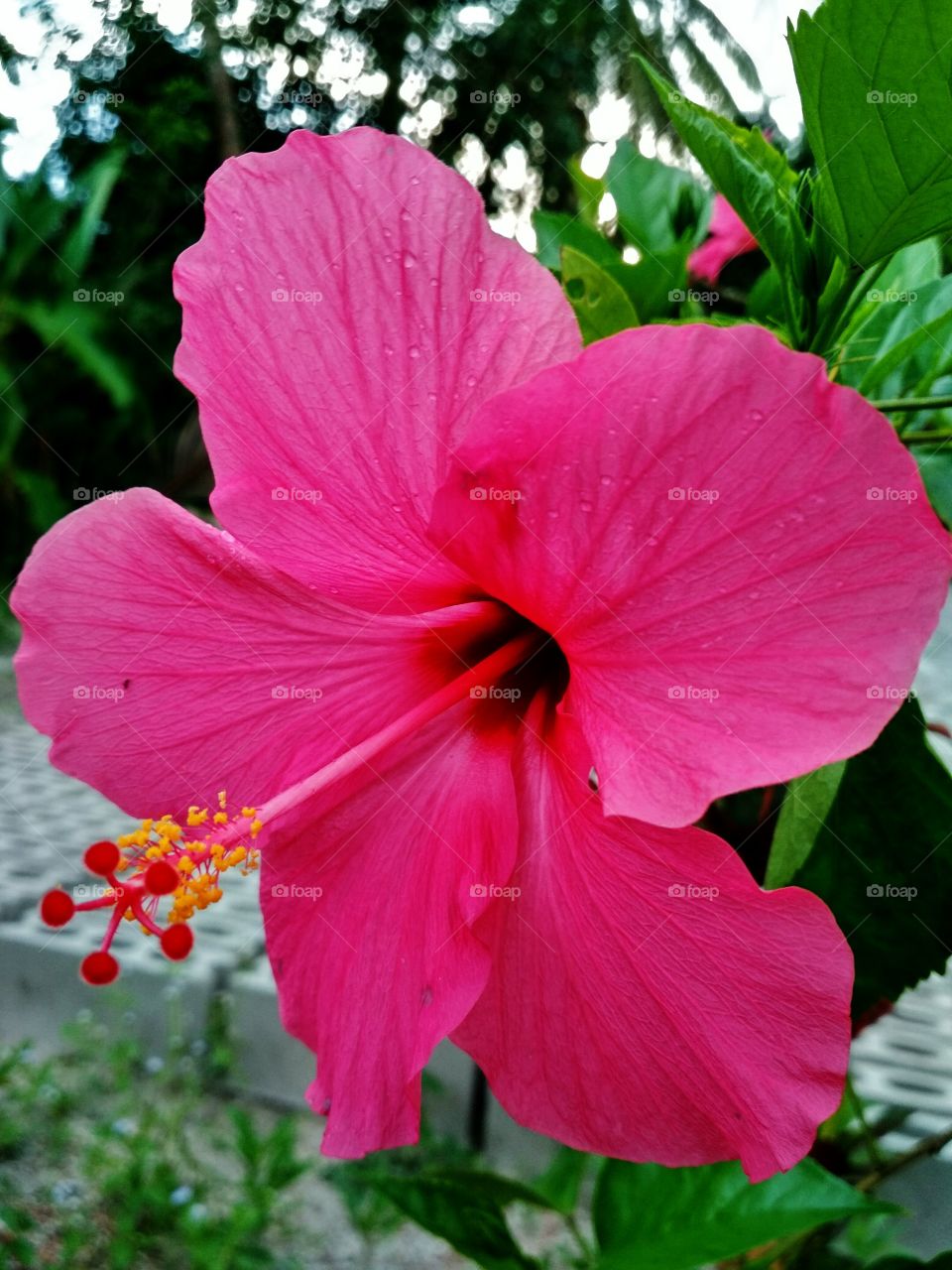 Hibiscus