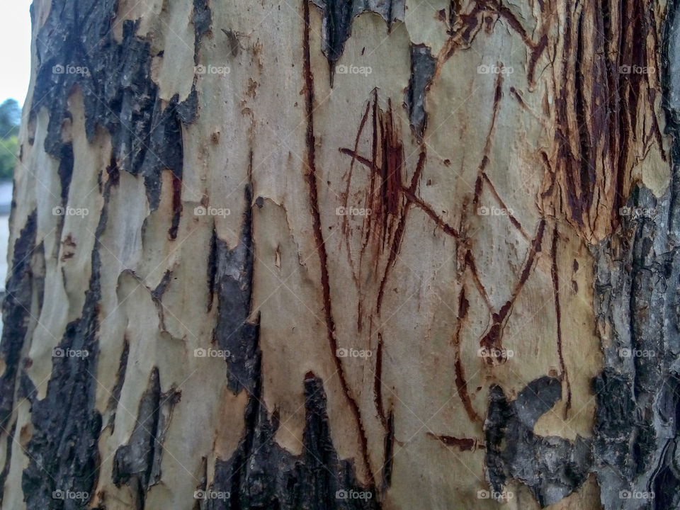 tree closeup texture